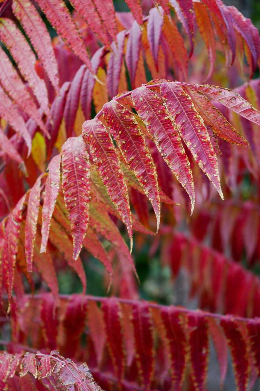 colors of autumn red leaf autumn nature free photo