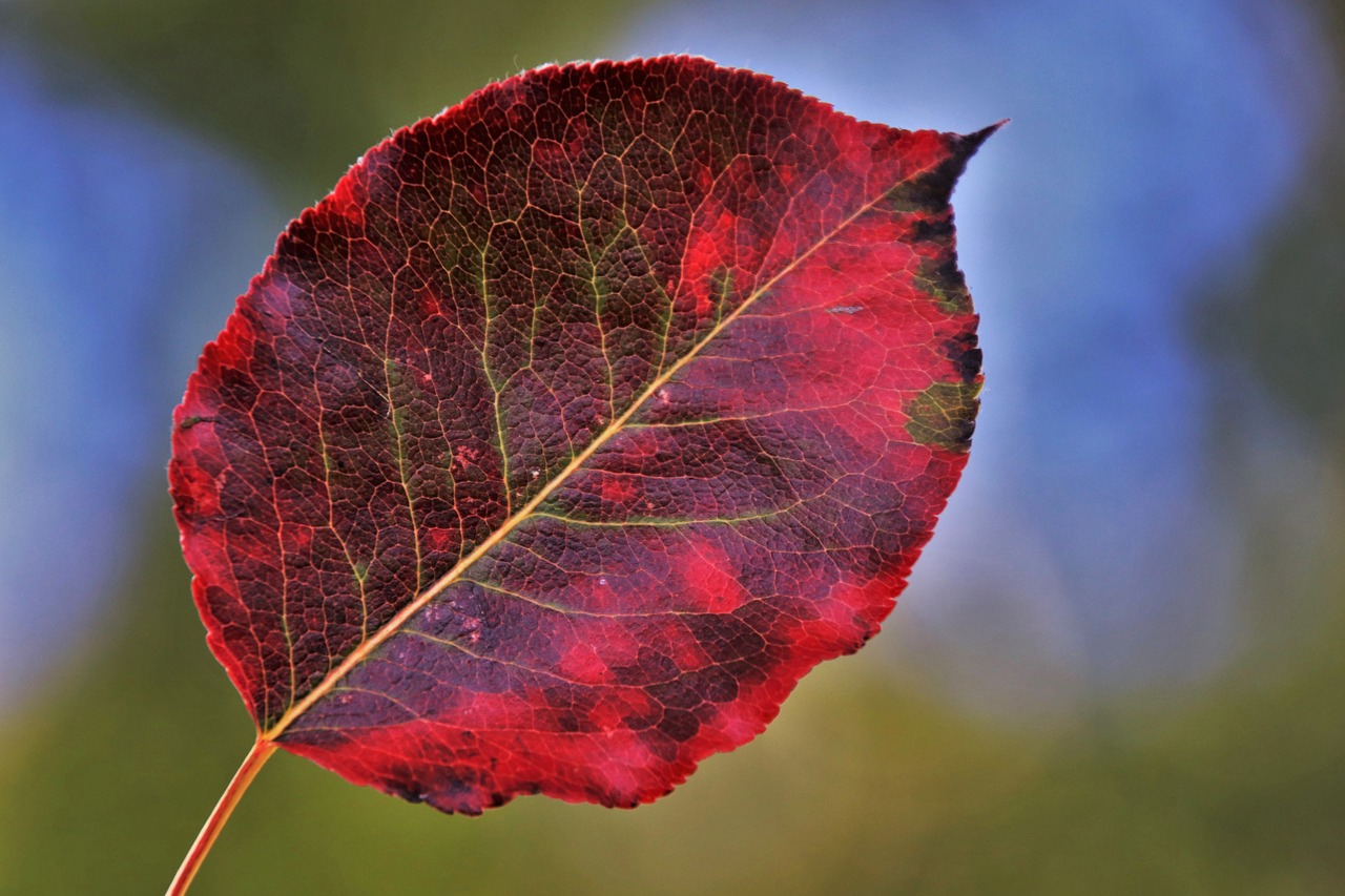 colors of autumn  leaf  red free photo