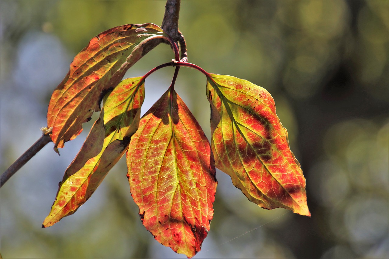 colors of autumn  foliage  park free photo