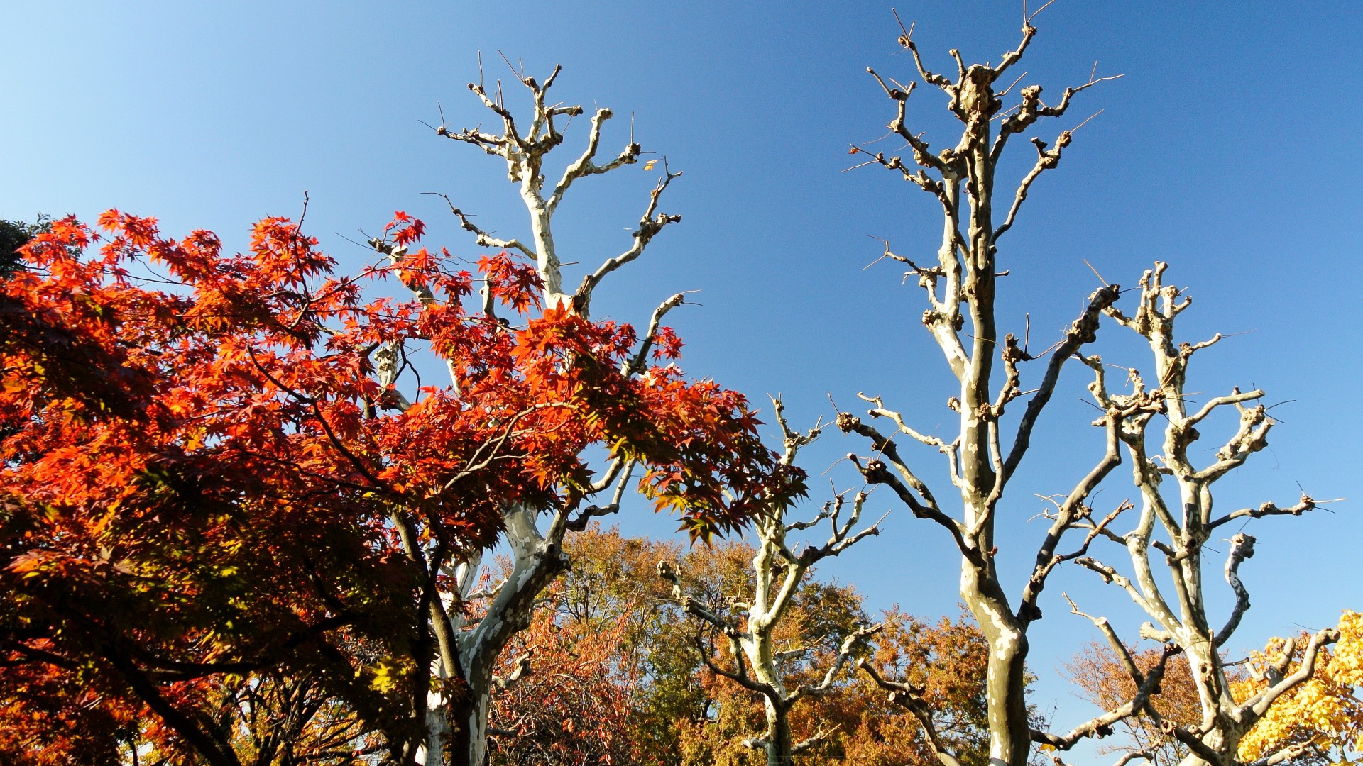 autumn color change leaves free photo