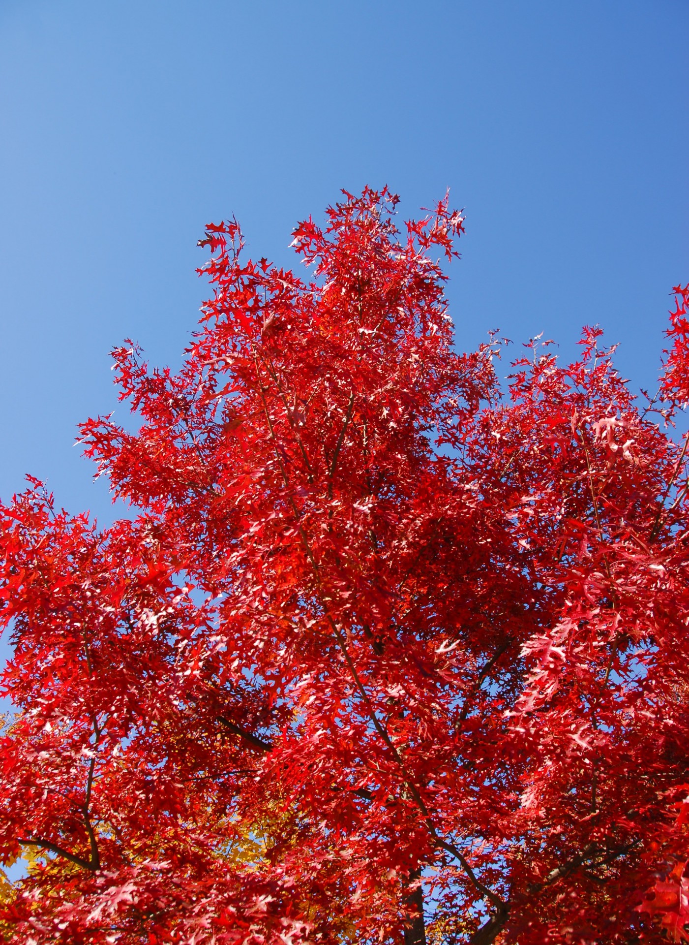 abstract autumn beauty free photo