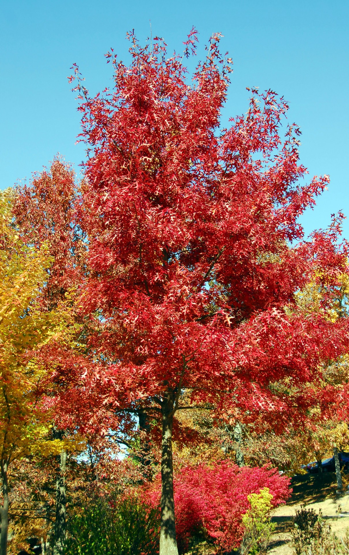 abstract autumn beauty free photo