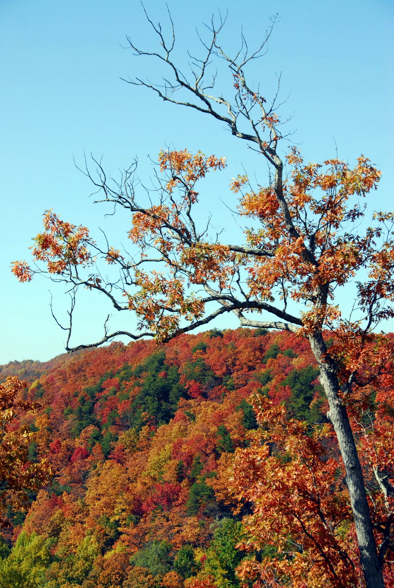 abstract autumn beauty free photo