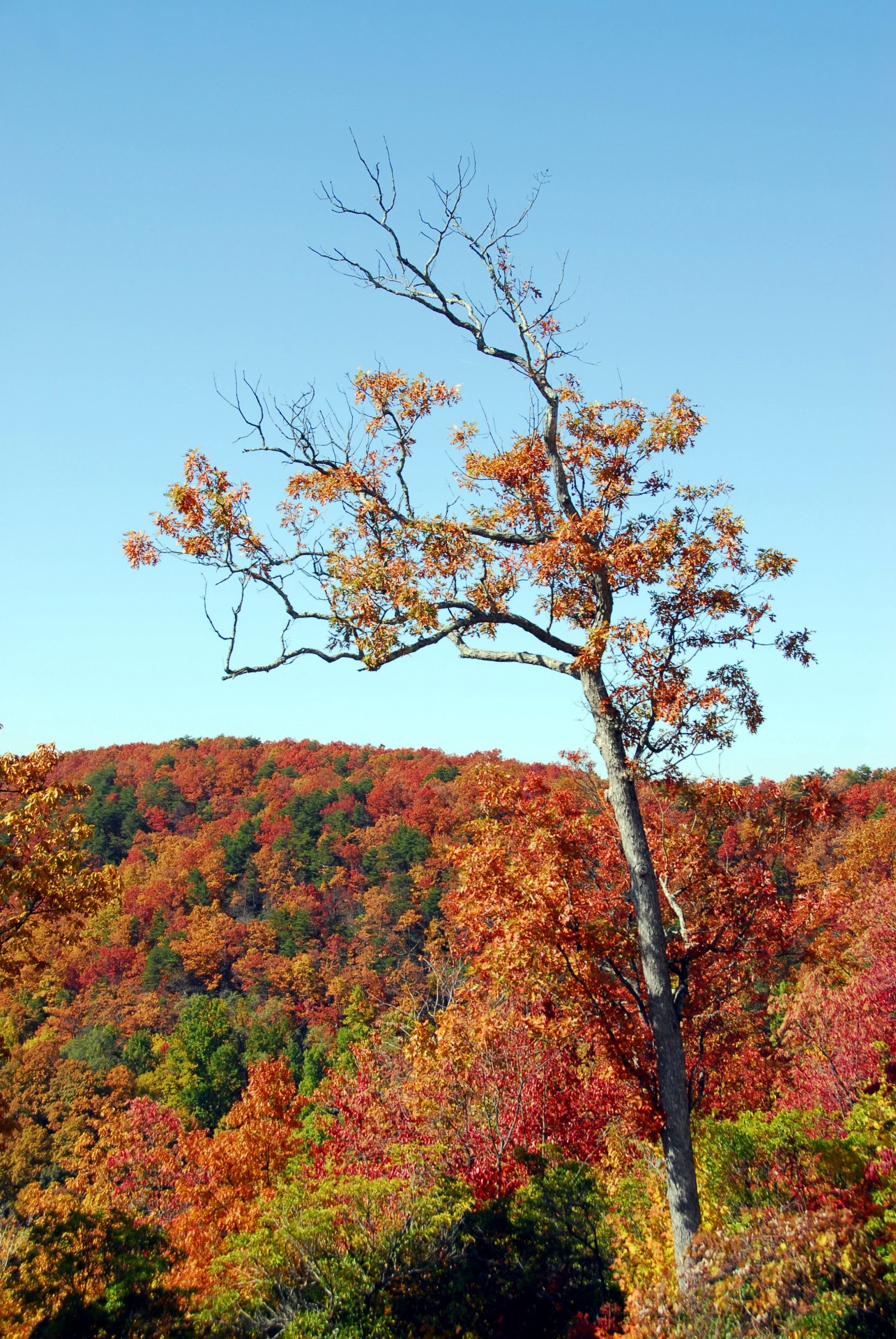 abstract autumn beauty free photo