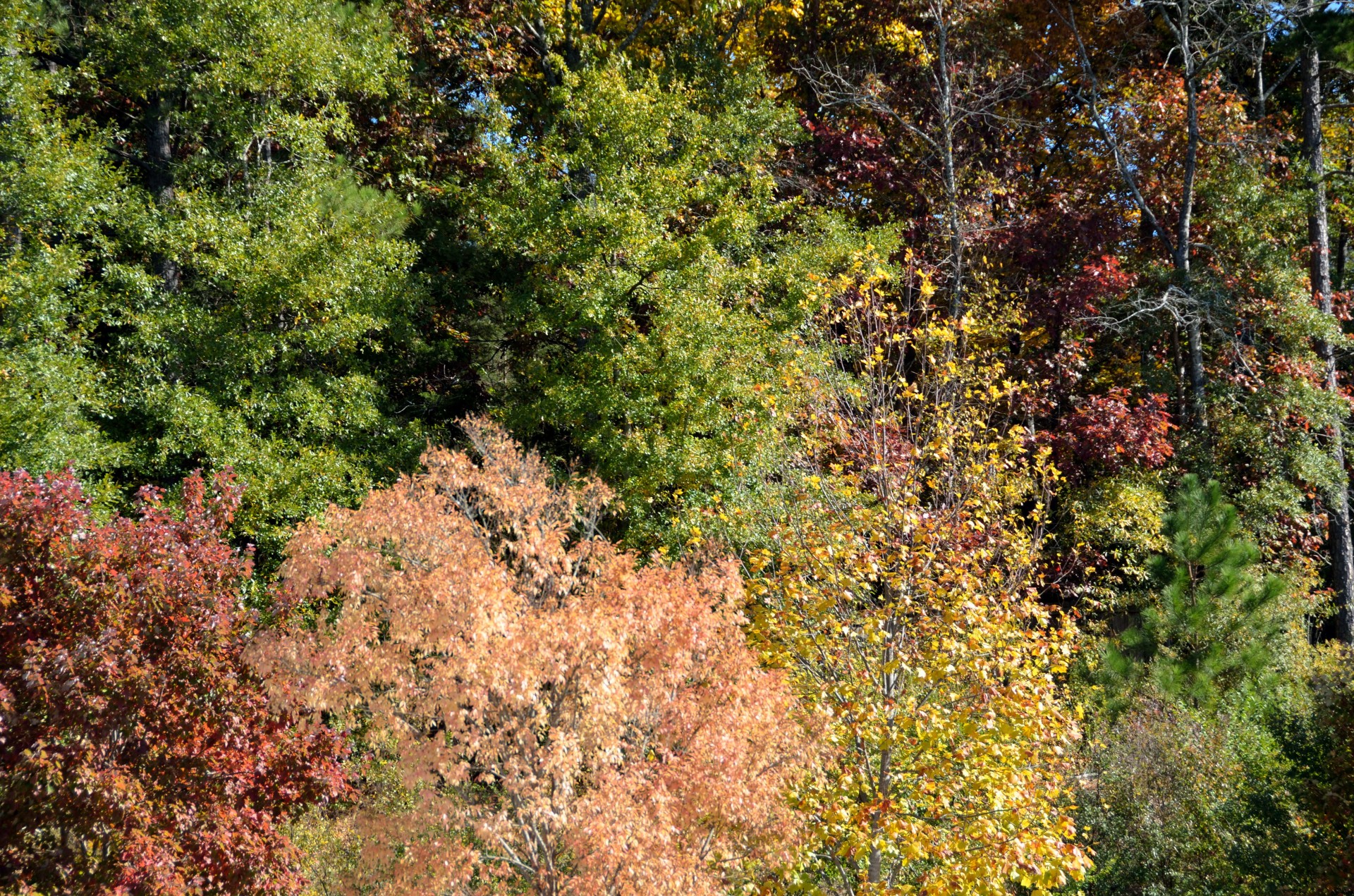 colors fall autumn free photo