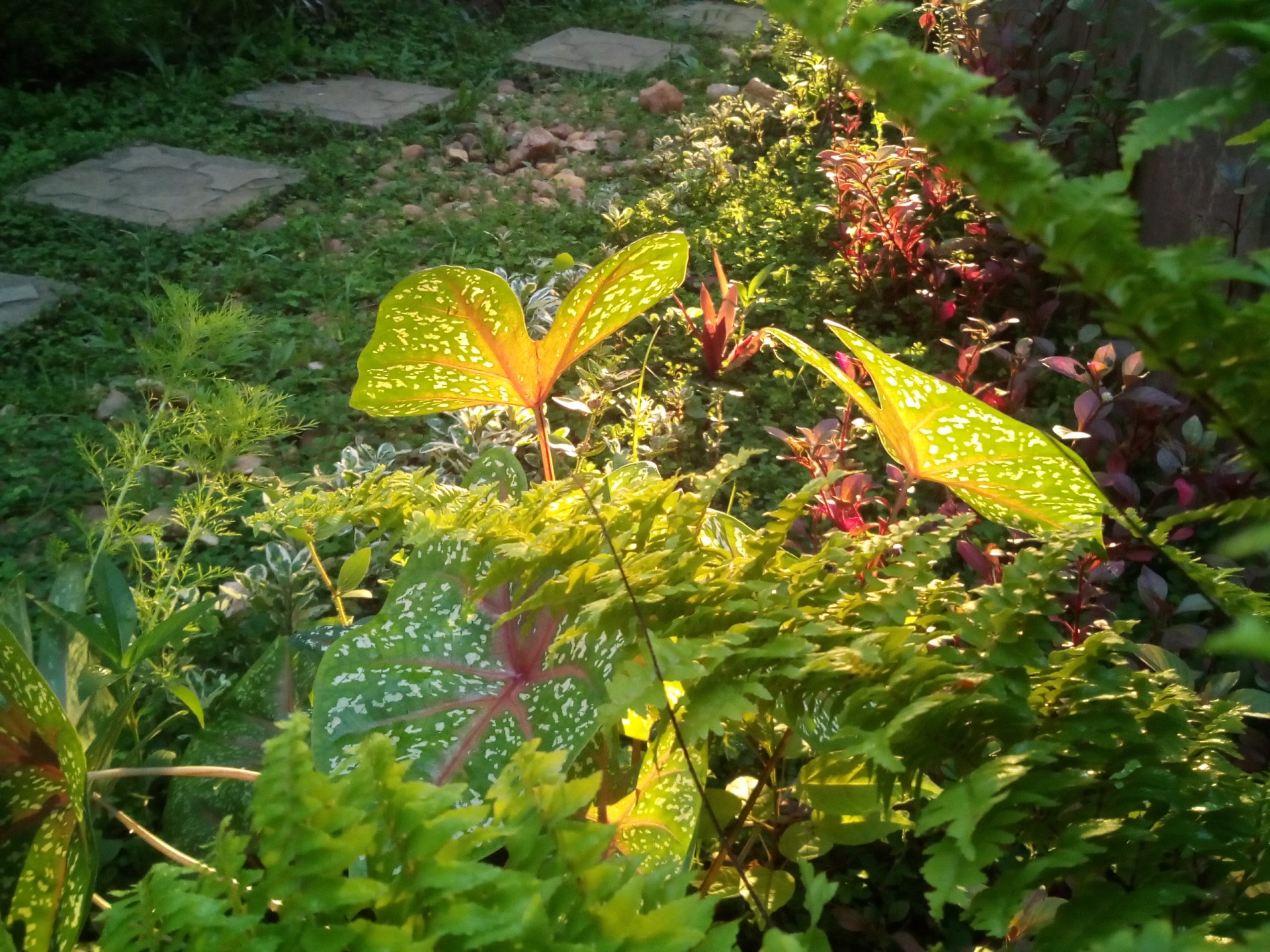 colourful color plants free photo
