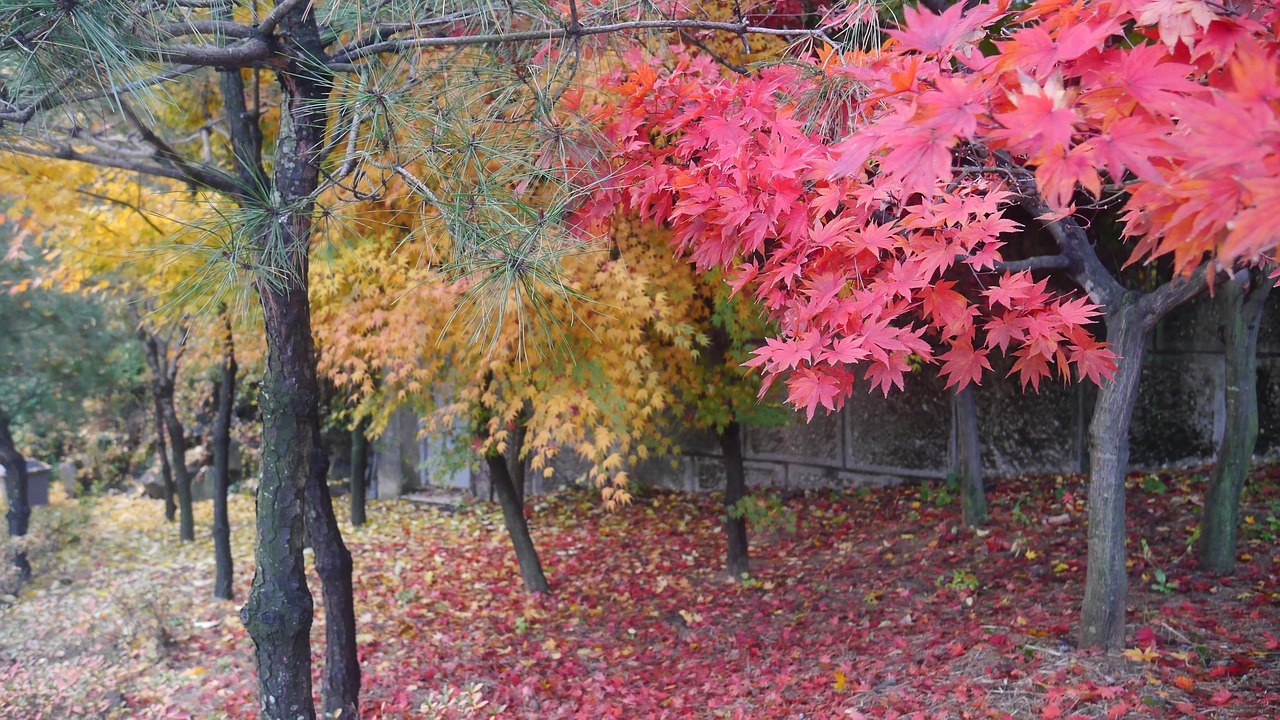 colour trees south korea autumn free photo