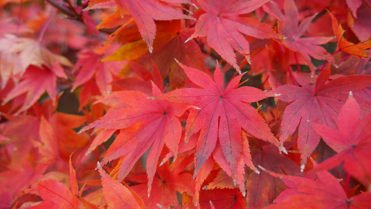colour trees south korea autumn free photo