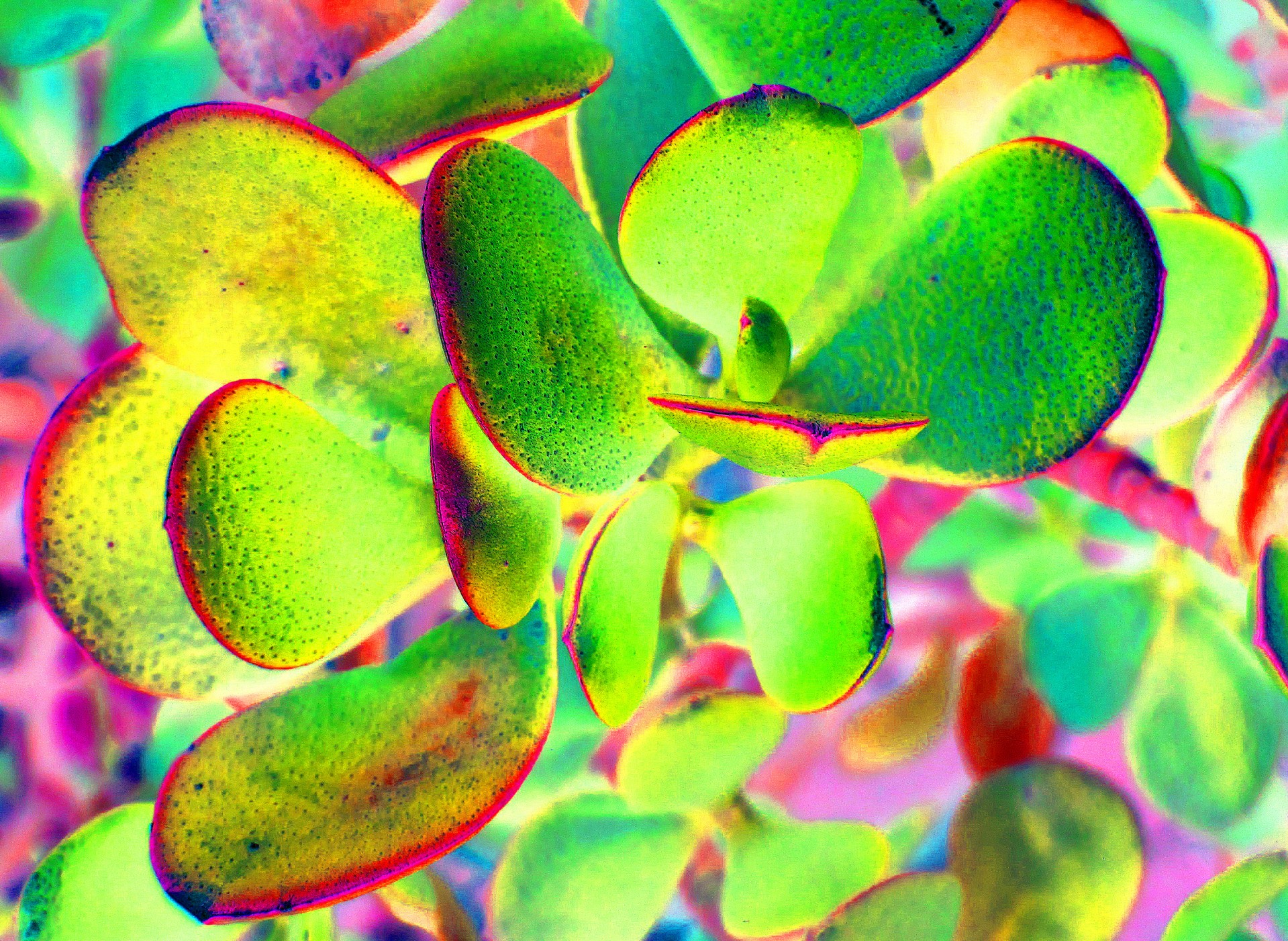 succulent colours bright free photo