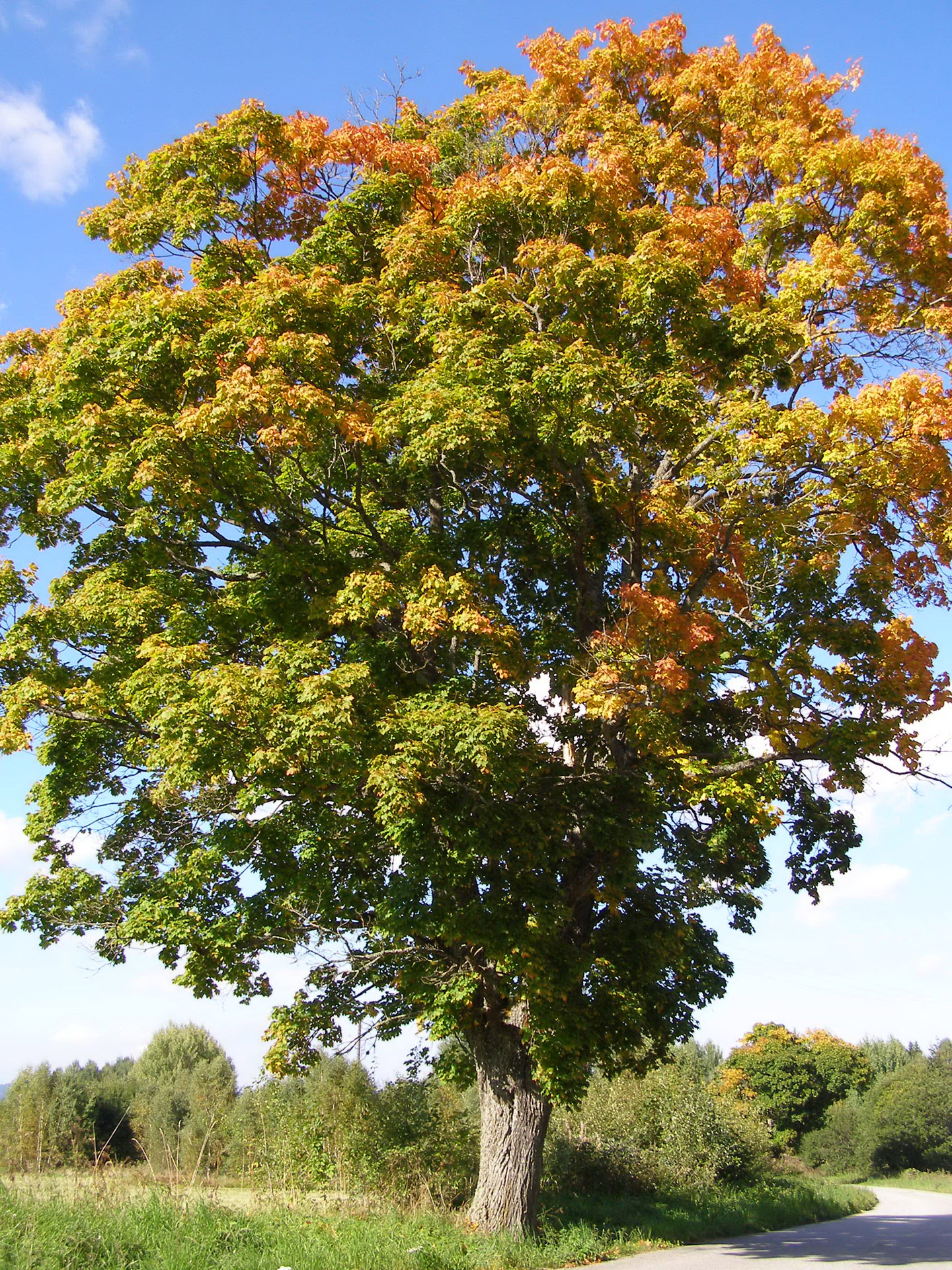 tree autumn sumava free photo