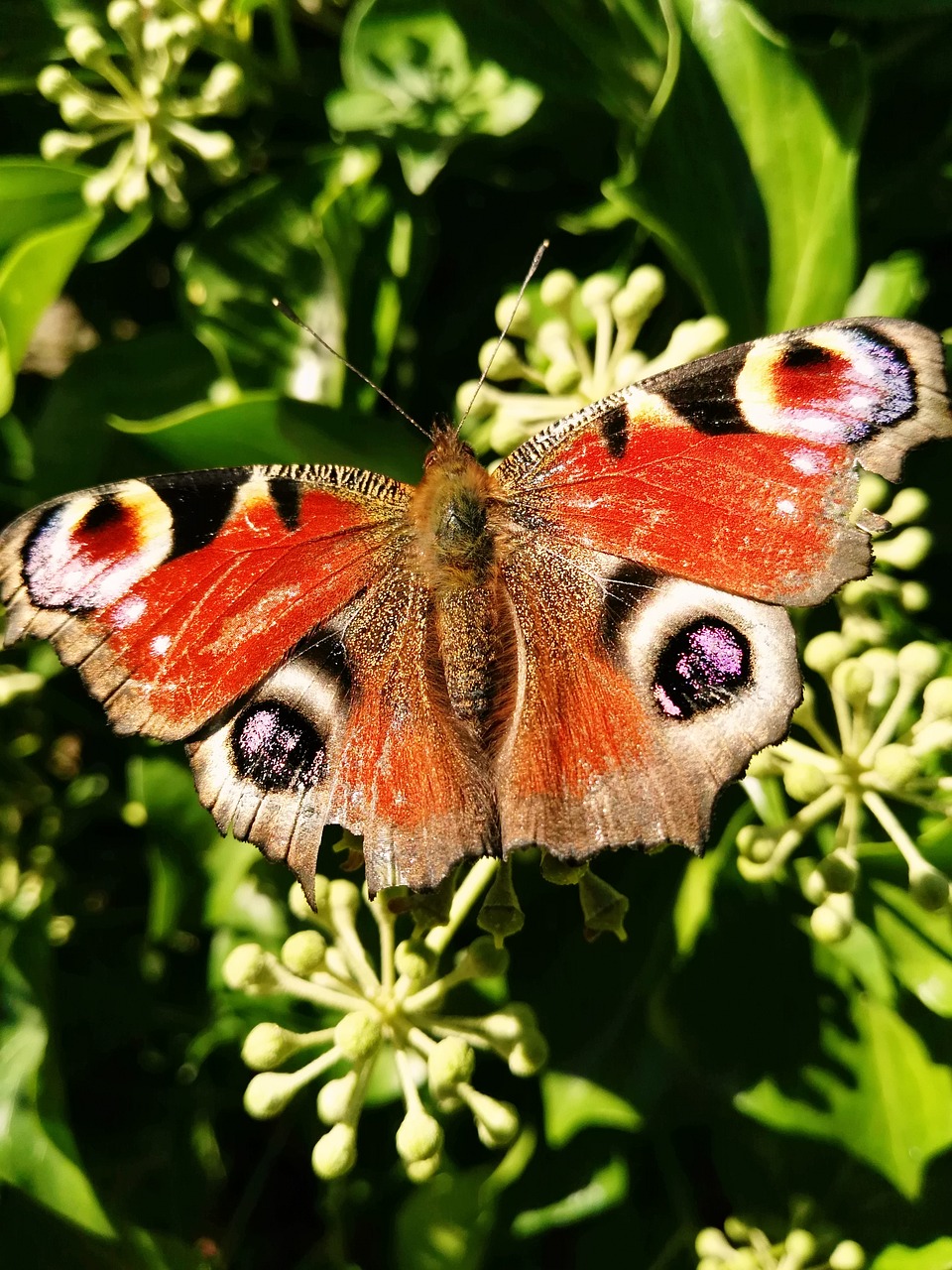 colourful butterfly summer free photo