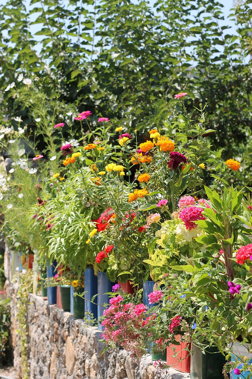 colourful plants pots free photo