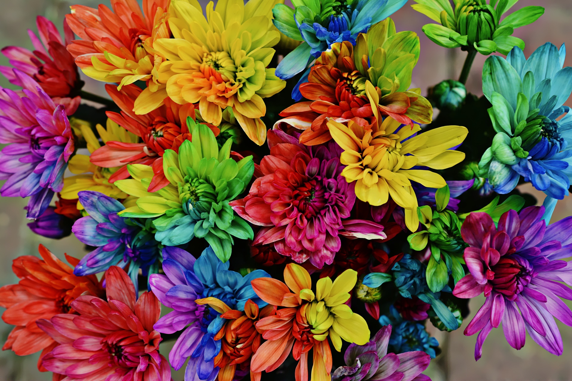 flowers colourful colour color free photo