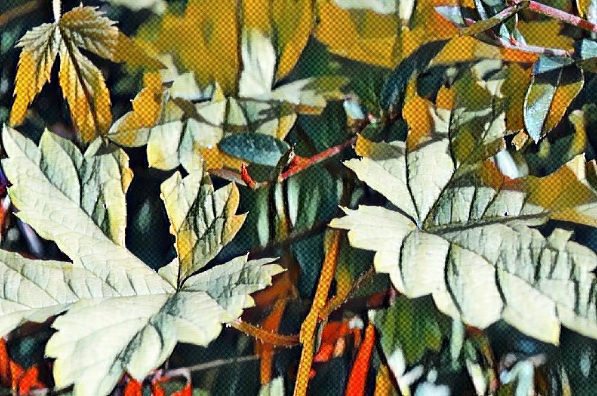 colour colourful leafs free photo
