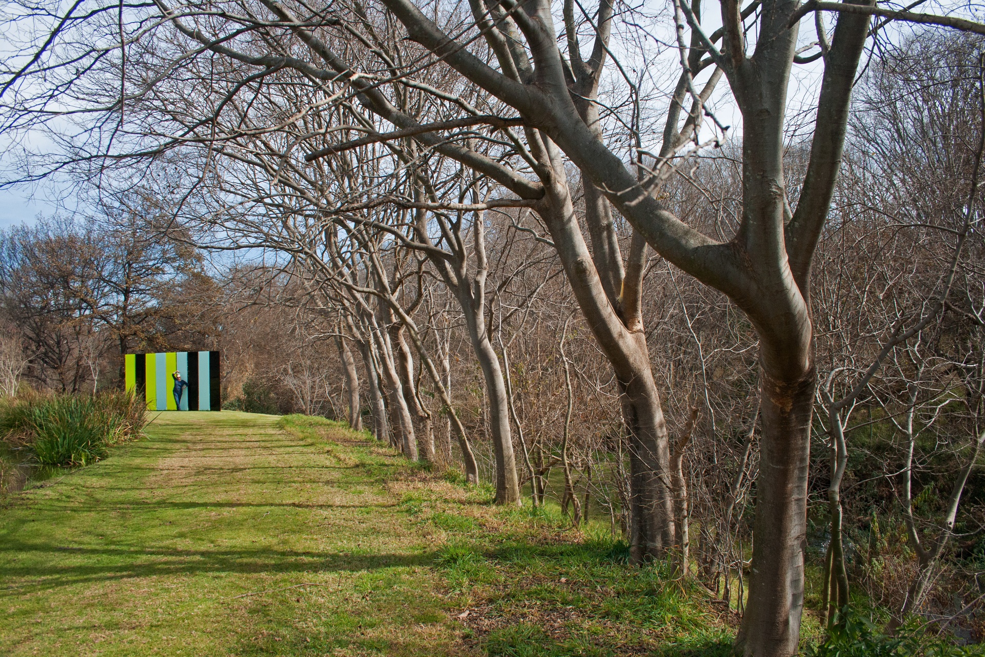 park trees grass free photo