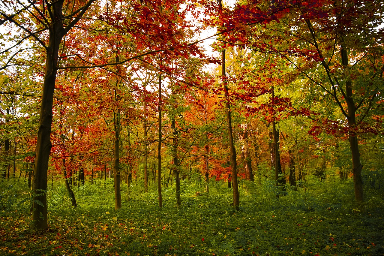 colours autumn fall free photo