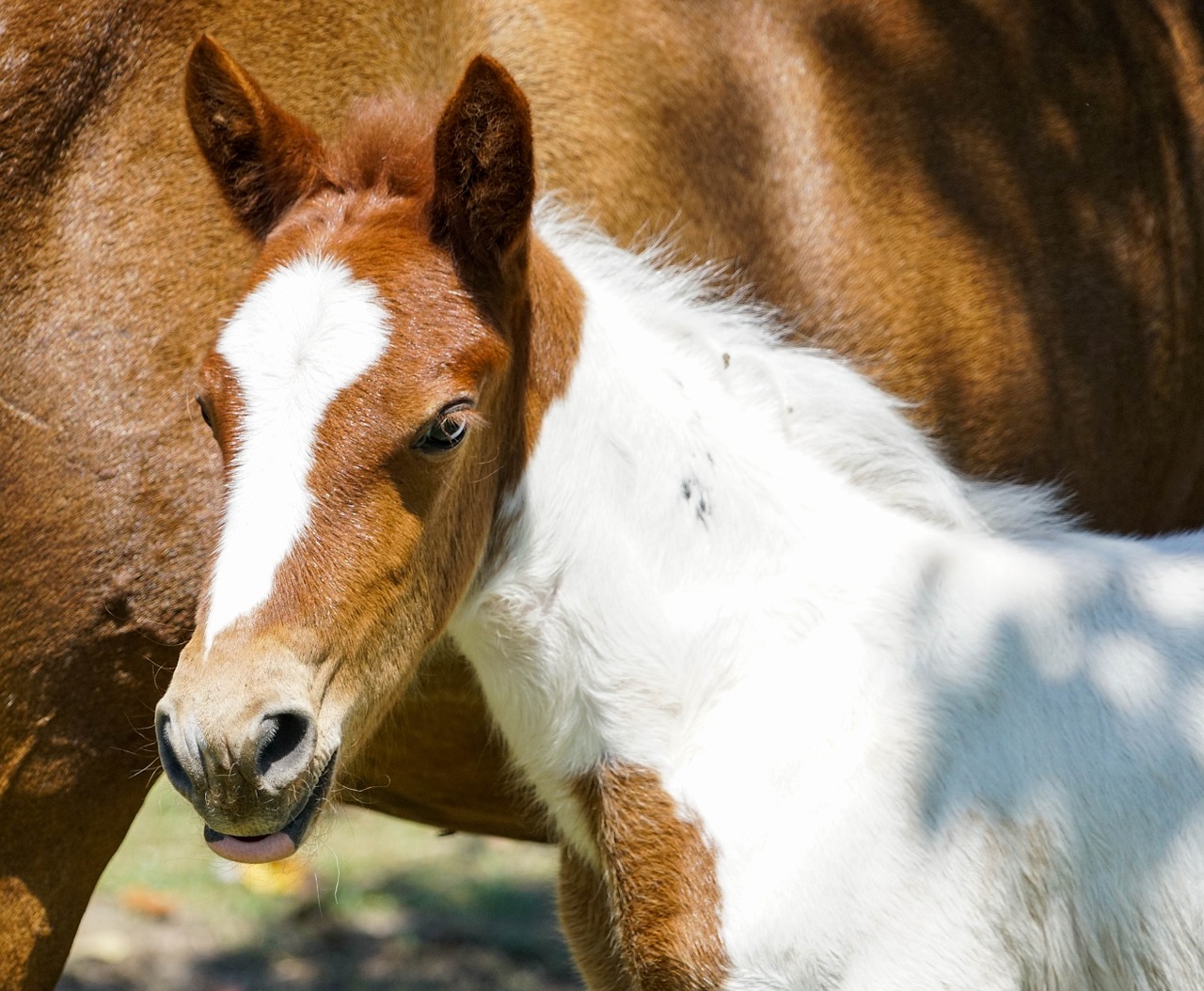 colt horse baby free photo