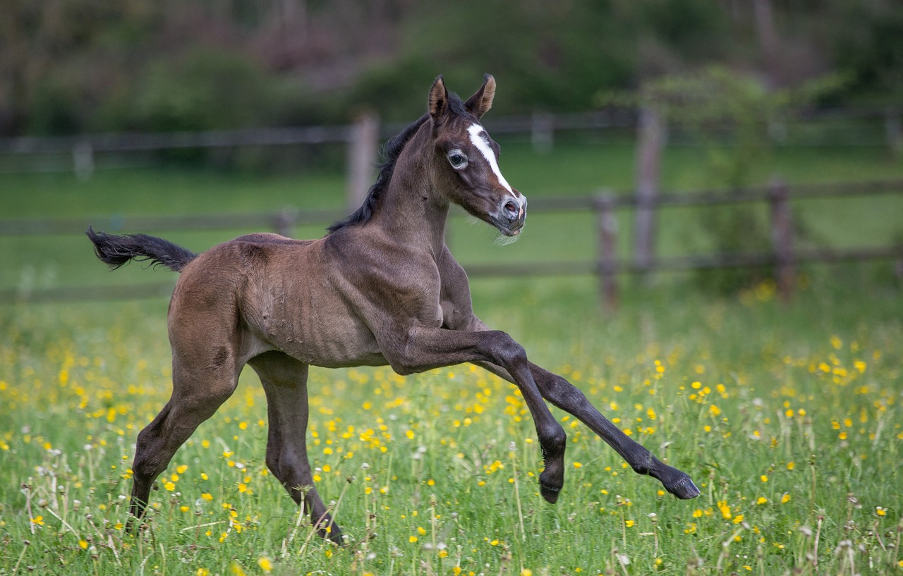 colt  horse  running free photo