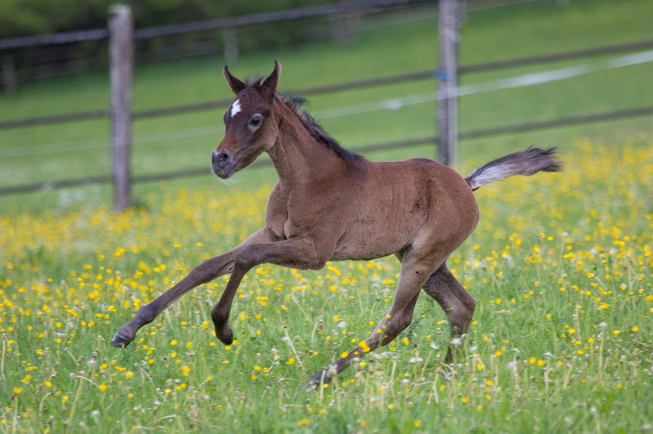 colt  horse  running free photo