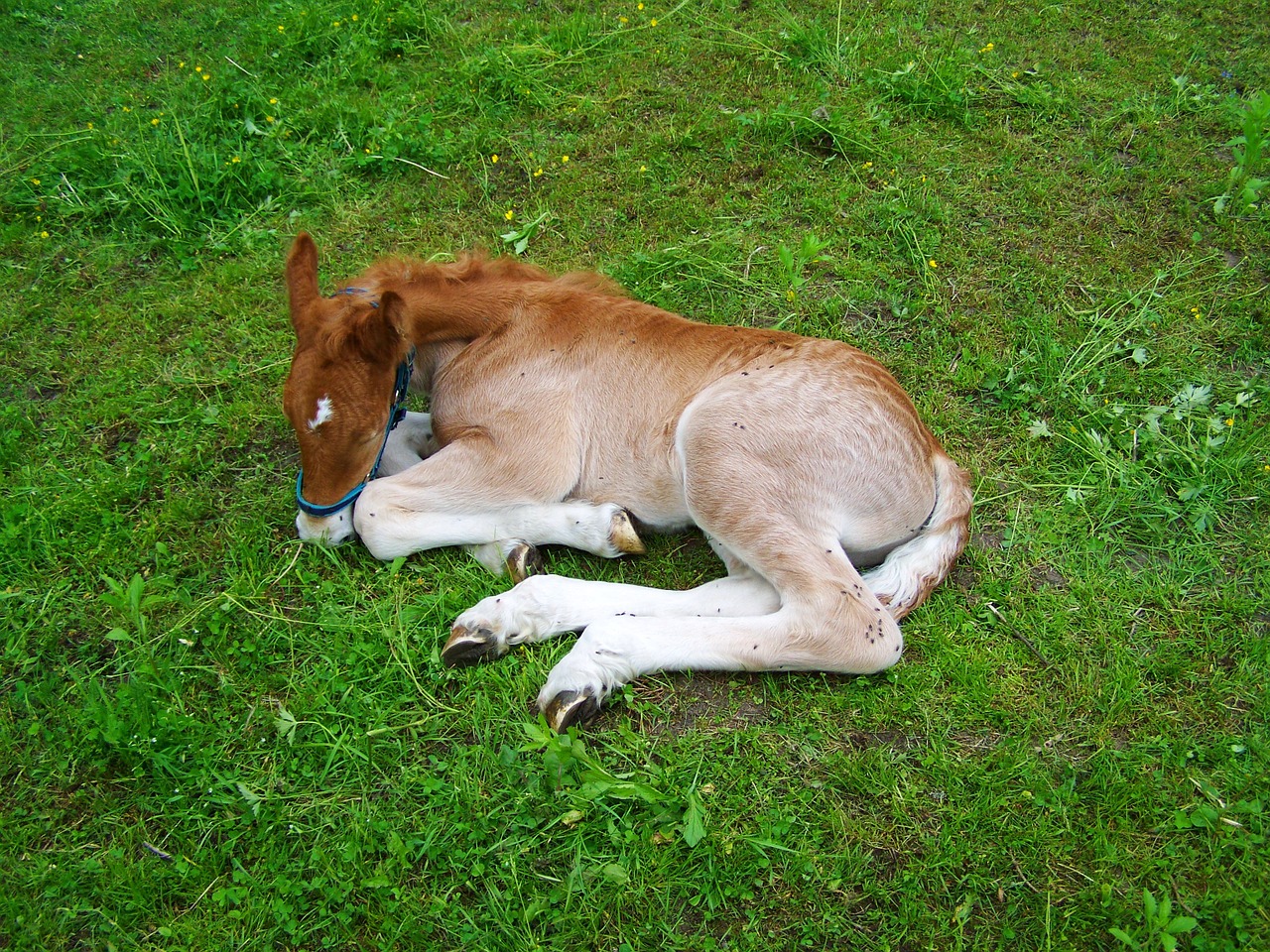 colt relax brown colt free photo