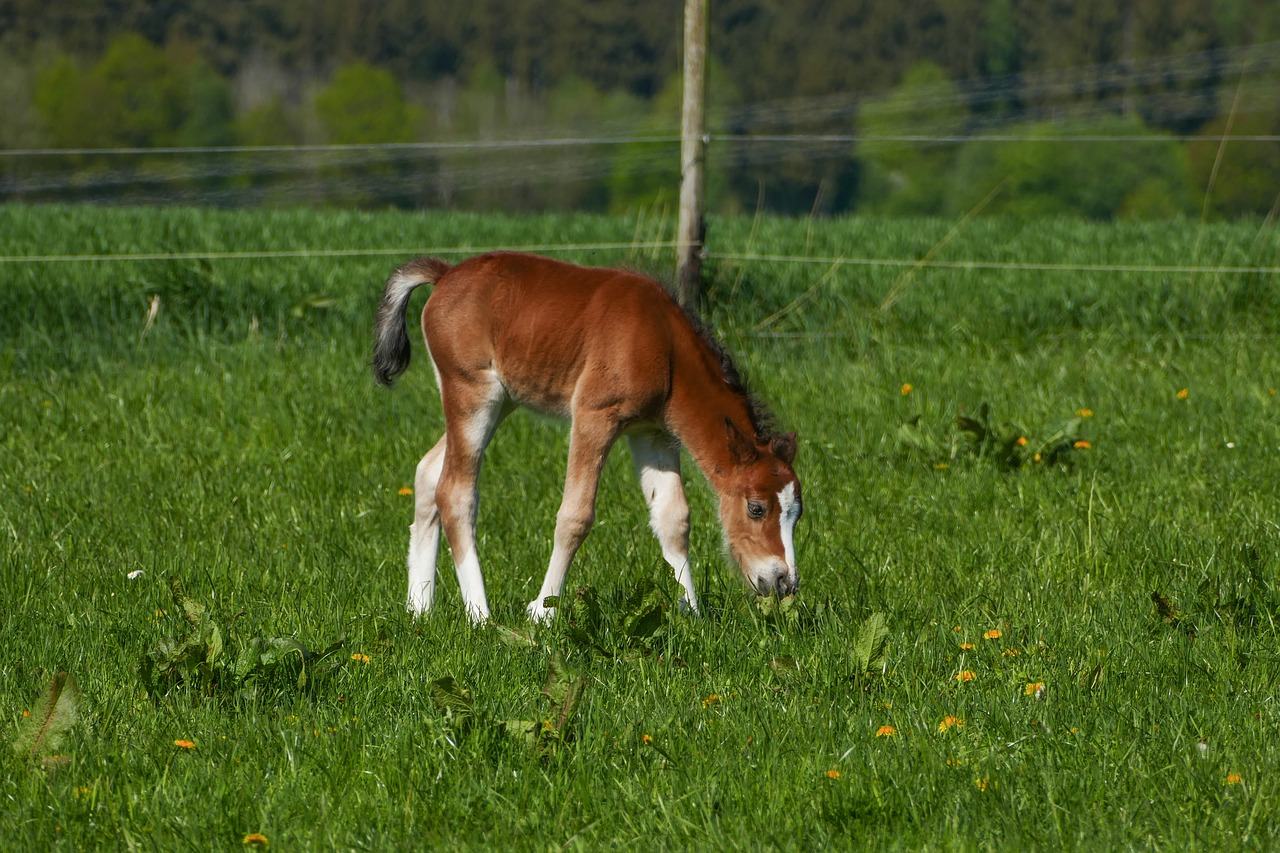 colt browsing  pony foal  brown free photo
