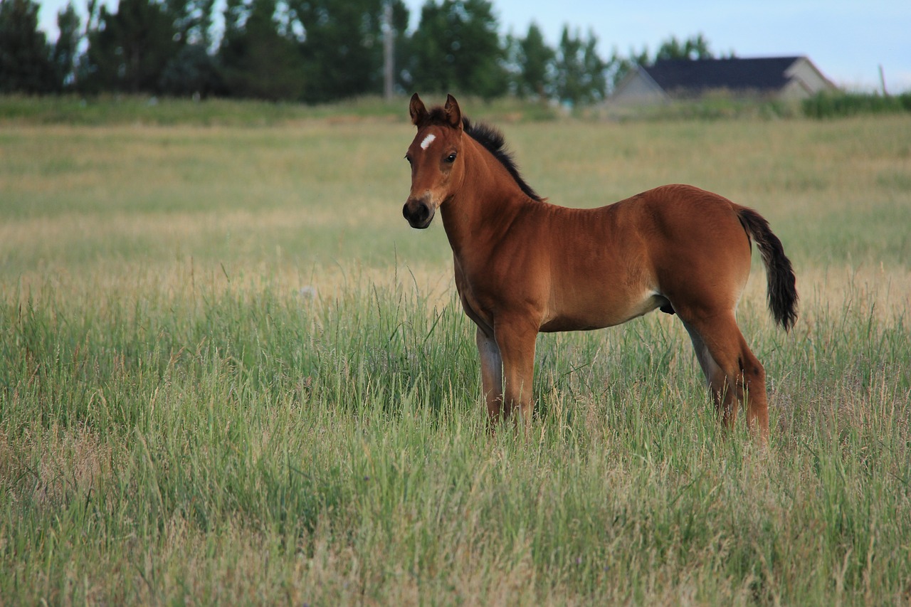 colt in field  horse  baby horse free photo