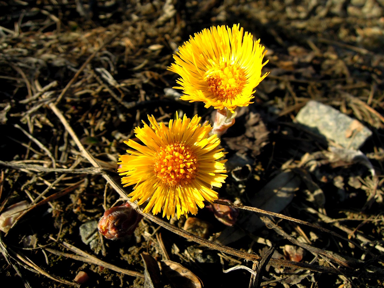 coltsfoot spring spring plant free photo