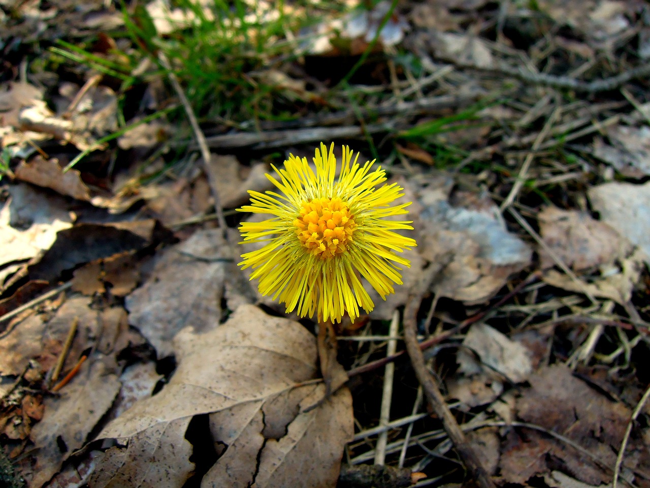 coltsfoot flower yellow free photo