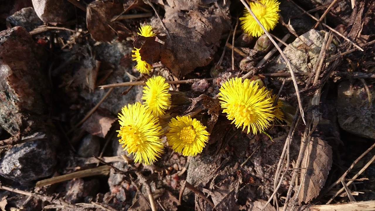 coltsfoot spring yellow flower free photo