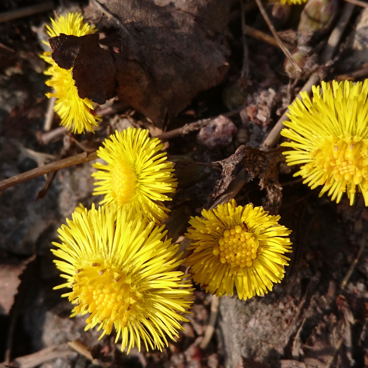coltsfoot flower spring flower free photo