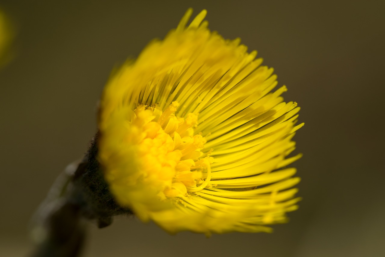 coltsfoot flower yellow free photo