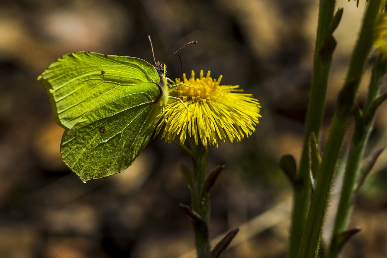 coltsfoot  butterfly  our free photo