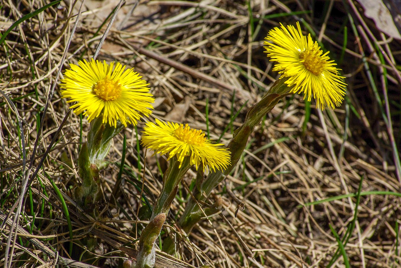 coltsfoot  spring  flower free photo
