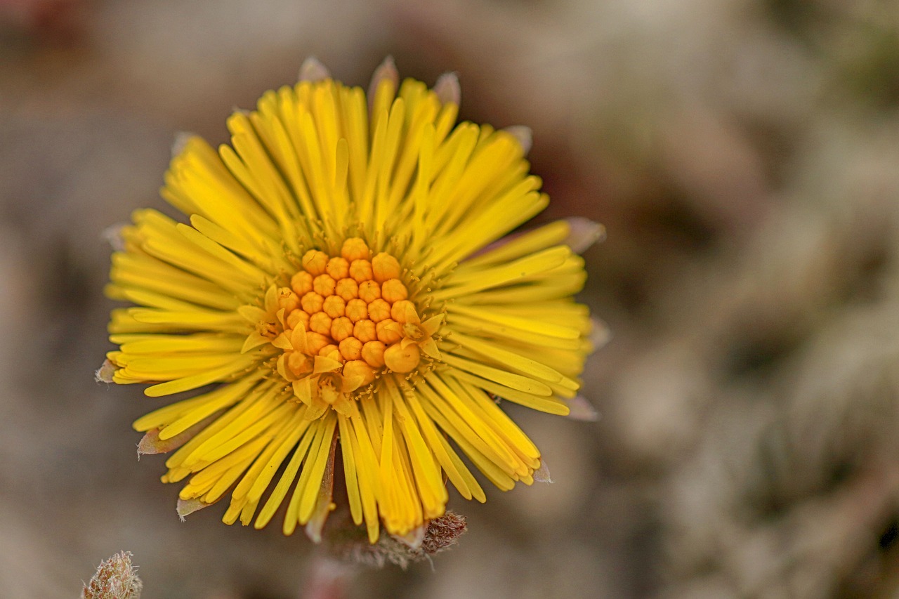 coltsfoot  yellow  spring free photo