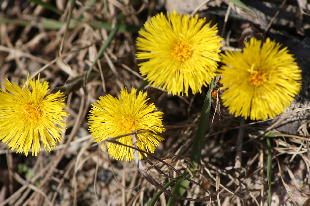 coltsfoot flower spring free photo
