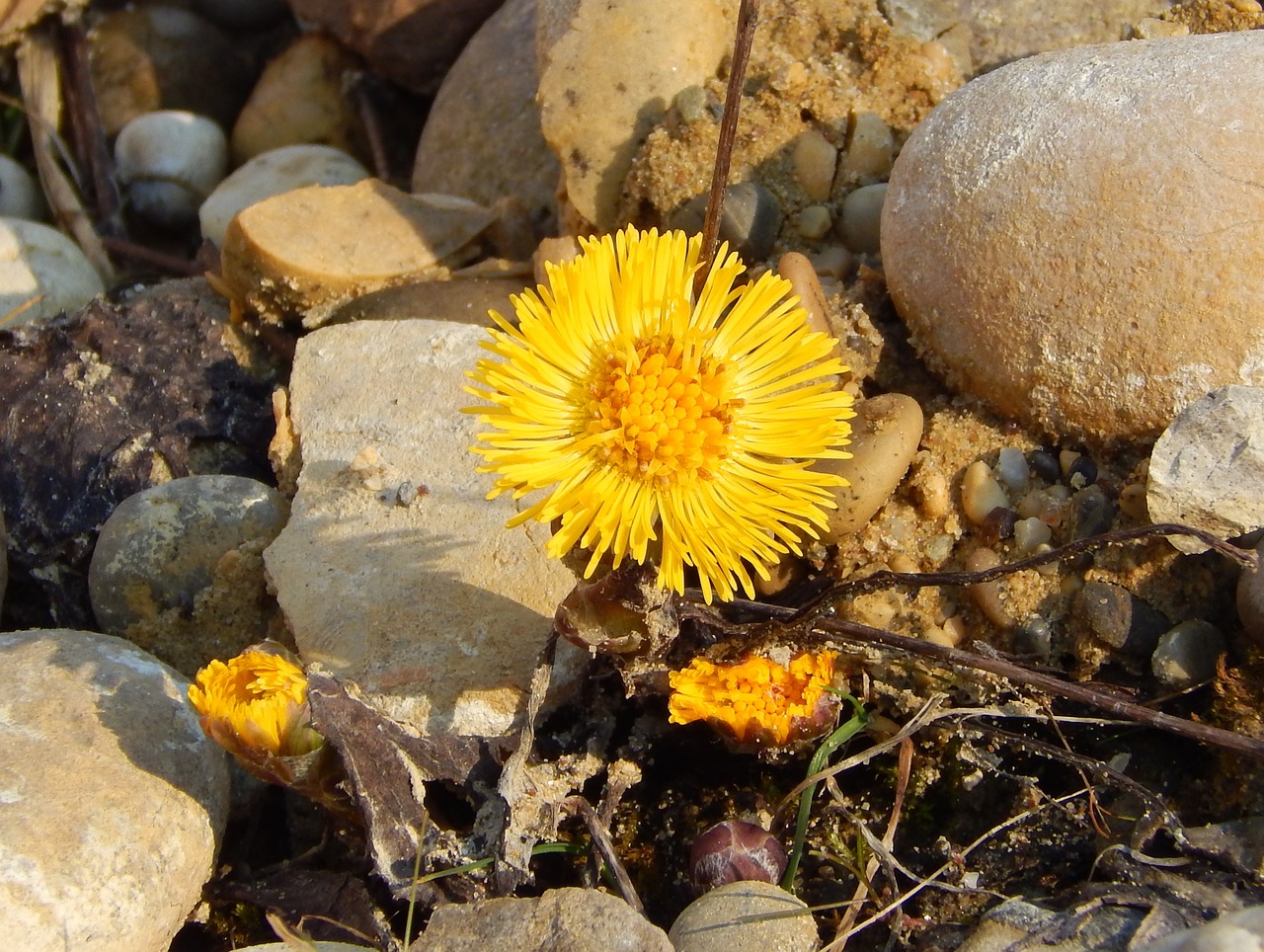 coltsfoot herb flower free photo