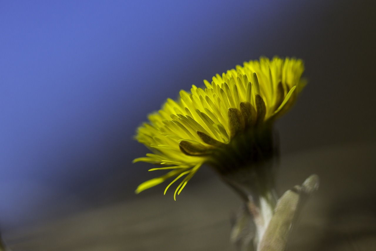 coltsfoot flower yellow free photo