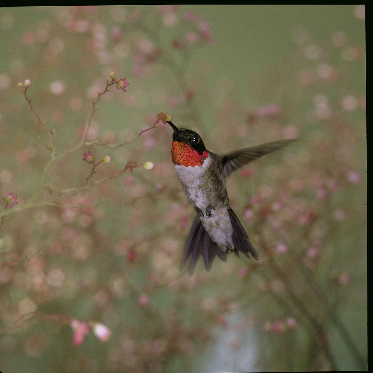 colubris archilochus hummingbird free photo