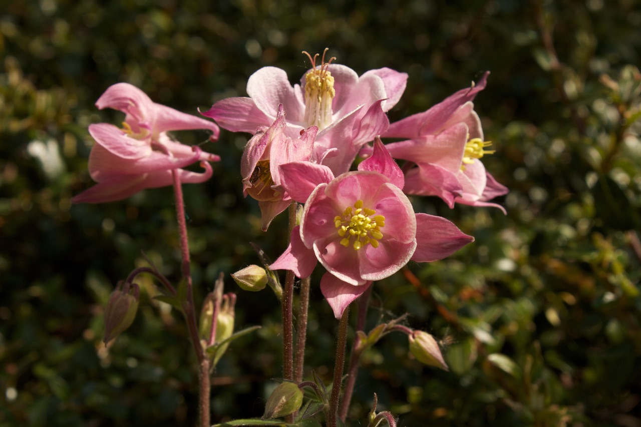 columbine pink flower free photo