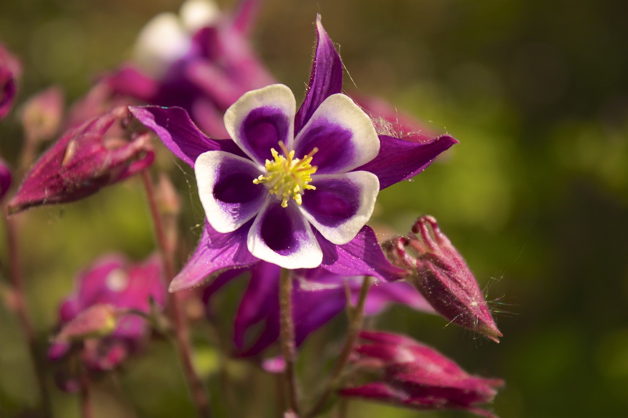 columbine violet flora free photo