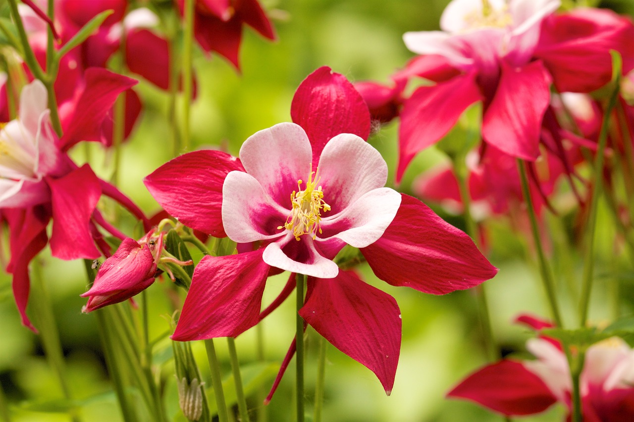 columbine red garden free photo