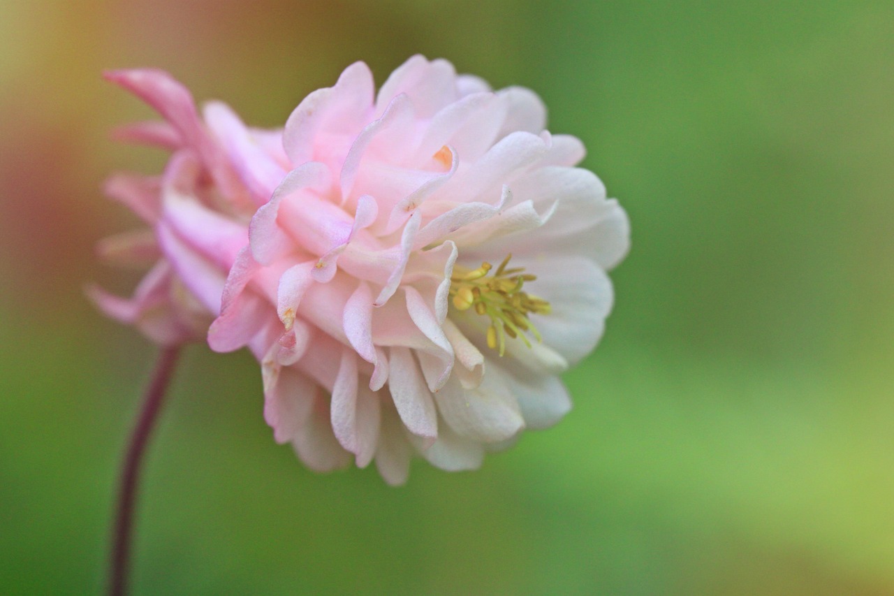 columbine blossom bloom free photo