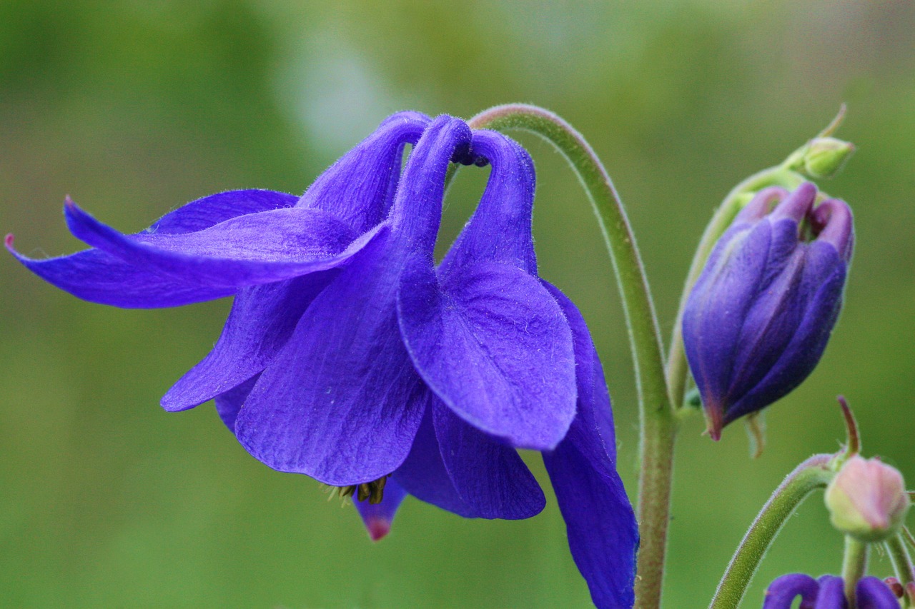 columbine flowers mountain free photo