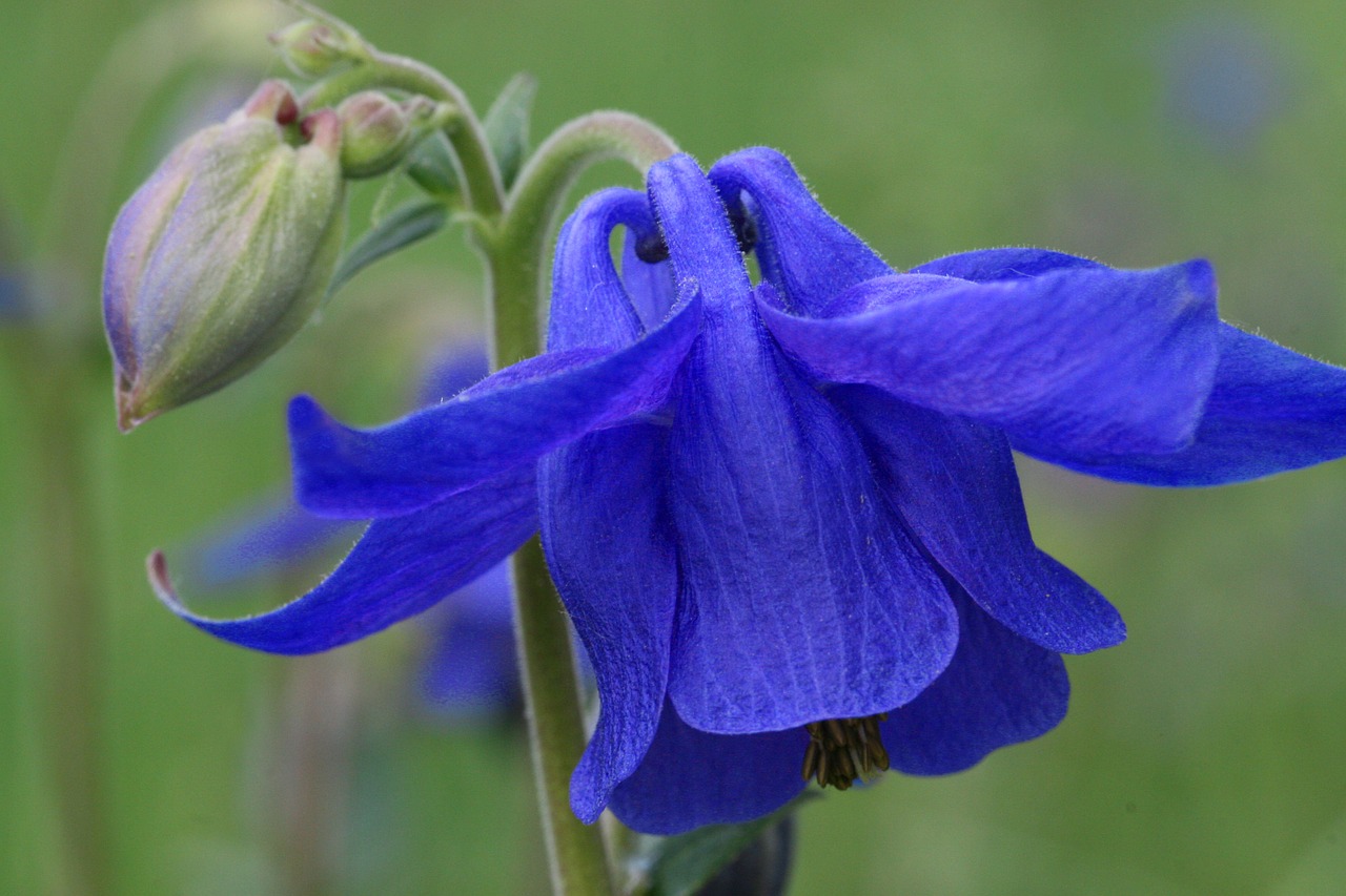 Columbine,flowers,mountain,free pictures, free photos - free image from ...