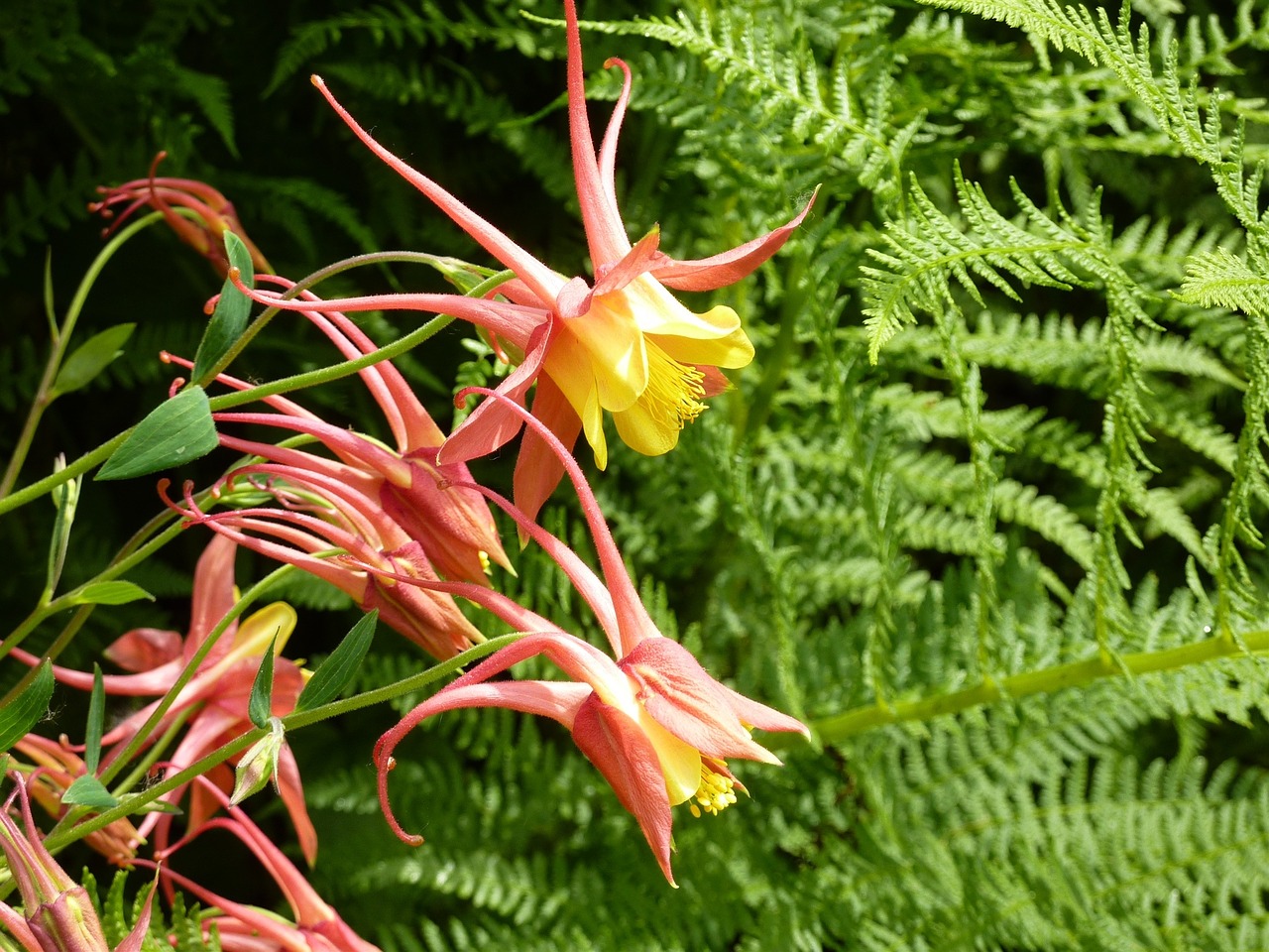 columbine wild flower edge of the woods free photo