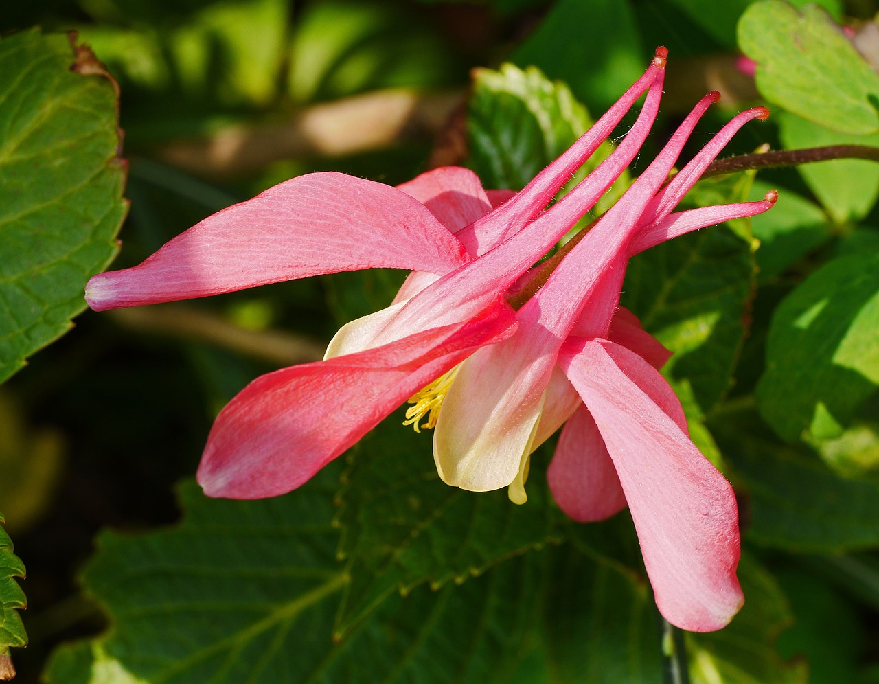 columbine blossom bloom free photo