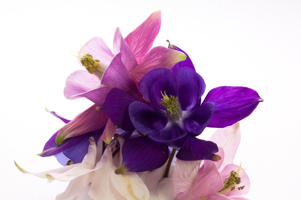 columbine aquilegia genus free photo