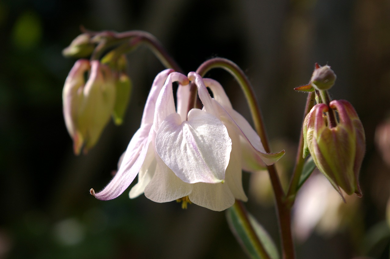 columbine flower blossom free photo