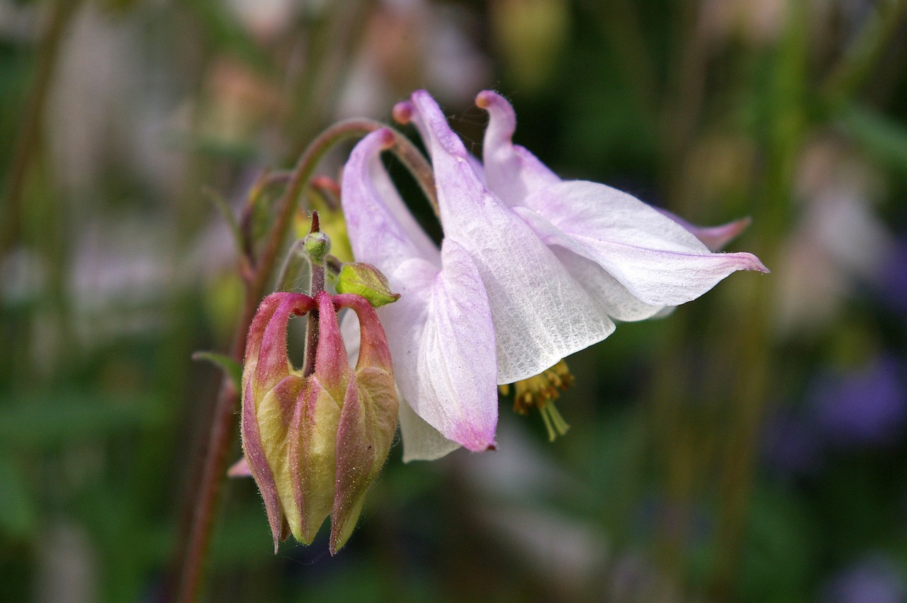 columbine flower blossom free photo