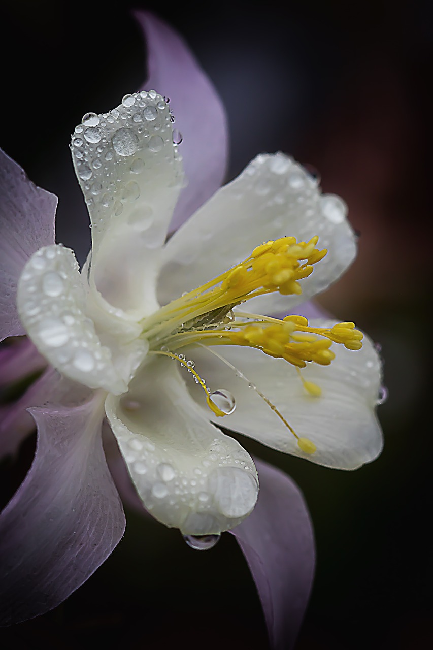 columbine drip raindrop free photo